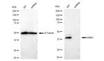 ERK1 Antibody