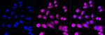 ERK1 Antibody in Immunocytochemistry (ICC/IF)