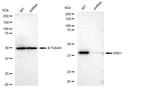 ERK1 Antibody