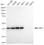 ERK1 Antibody in Western Blot (WB)