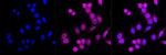 CD146 Antibody in Immunocytochemistry (ICC/IF)