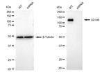 CD146 Antibody