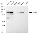 CD146 Antibody in Western Blot (WB)