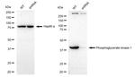 PGK1 Antibody