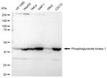 PGK1 Antibody in Western Blot (WB)