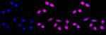 AMPK alpha-1 Antibody in Immunocytochemistry (ICC/IF)