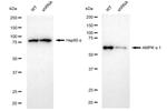 AMPK alpha-1 Antibody