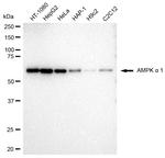 AMPK alpha-1 Antibody in Western Blot (WB)