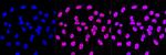 SHP2 Antibody in Immunocytochemistry (ICC/IF)