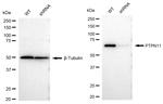 SHP2 Antibody