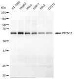 SHP2 Antibody in Western Blot (WB)