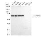 SHP2 Antibody in Western Blot (WB)