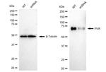 CD155 Antibody