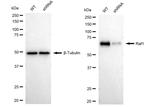 c-Raf Antibody