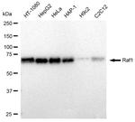 c-Raf Antibody in Western Blot (WB)