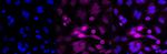 Phospho-RSK1 (Ser380) Antibody in Immunocytochemistry (ICC/IF)