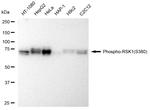 Phospho-RSK1 (Ser380) Antibody in Western Blot (WB)