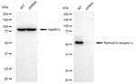 RXRA Antibody