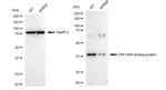 TDP-43 Antibody