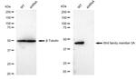 WNT5A Antibody