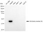 WNT5A Antibody in Western Blot (WB)