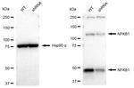 NFkB p50/p105 Antibody