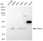 Desmin Antibody in Western Blot (WB)