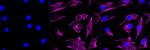 Adiponectin Receptor 1 Antibody in Immunocytochemistry (ICC/IF)