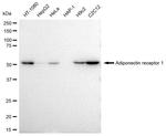 Adiponectin Receptor 1 Antibody in Western Blot (WB)