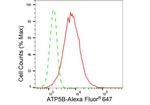 ATP Synthase beta Antibody in Flow Cytometry (Flow)