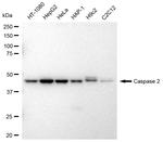 Caspase 2 Antibody in Western Blot (WB)