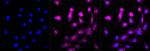 NG2 Antibody in Immunocytochemistry (ICC/IF)