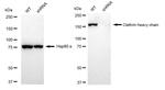 Clathrin Heavy Chain Antibody