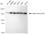 Clathrin Heavy Chain Antibody in Western Blot (WB)