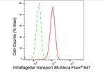 IFT88 Antibody in Flow Cytometry (Flow)