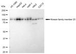 KIF23 Antibody in Western Blot (WB)