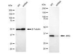 APE1 Antibody