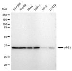 APE1 Antibody in Western Blot (WB)