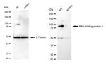 RANBP9 Antibody