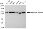 RANBP9 Antibody in Western Blot (WB)