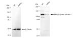 Phospho-SMAD2 (Ser250) Antibody