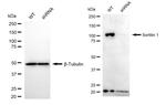 Sortilin Antibody