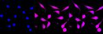 STAT1 Antibody in Immunocytochemistry (ICC/IF)