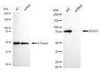 STAT1 Antibody