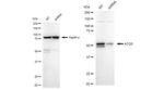 ATG5 Antibody