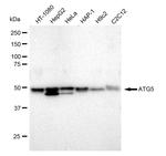 ATG5 Antibody in Western Blot (WB)