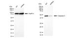 Caspase 2 Antibody