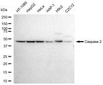 Caspase 2 Antibody in Western Blot (WB)