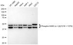 Phospho-GSK3 alpha/beta (Tyr216, Tyr279) Antibody in Western Blot (WB)