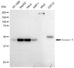 Caspase 9 Antibody in Western Blot (WB)